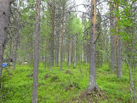 1277m², Luosto Orresokka, Latvustie Kortteli 262,, Tontit, Sodankylä, Tori.fi 1277m², Luosto Orresokka, Latvustie Kortteli 262,, Tontit, Sodankylä, Tori.fi
