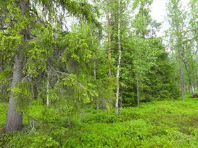 1432m², Luosto Orresokka, Lehvästie Kortteli 266,, Tontit, Sodankylä, Tori.fi 1432m², Luosto Orresokka, Lehvästie Kortteli 266,, Tontit, Sodankylä, Tori.fi