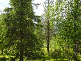 1378m², Luosto Orresokka, Suovatie Kortteli 283, t, Tontit, Sodankylä, Tori.fi 1378m², Luosto Orresokka, Suovatie Kortteli 283, t, Tontit, Sodankylä, Tori.fi