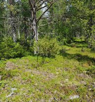 1460m², Luosto Orresokka, Suovatie Kortteli 283, t, Tontit, Sodankylä, Tori.fi 1460m², Luosto Orresokka, Suovatie Kortteli 283, t, Tontit, Sodankylä, Tori.fi