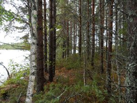 4000m², Storträsket (2) Raippaluoto Raggskärsvägen, Tontit, Mustasaari, Tori.fi 4000m², Storträsket (2) Raippaluoto Raggskärsvägen, Tontit, Mustasaari, Tori.fi