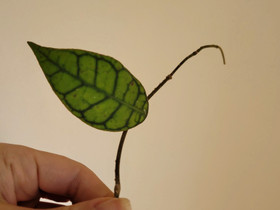 Hoya callistophylla, Kasvit ja siemenet, Piha ja puutarha, Lappeenranta, Tori.fi Hoya callistophylla, Kasvit ja siemenet, Piha ja puutarha, Lappeenranta, Tori.fi