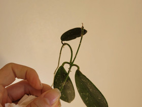 Hoya thomsonii (varattu), Kasvit ja siemenet, Piha ja puutarha, Lappeenranta, Tori.fi Hoya thomsonii (varattu), Kasvit ja siemenet, Piha ja puutarha, Lappeenranta, Tori.fi