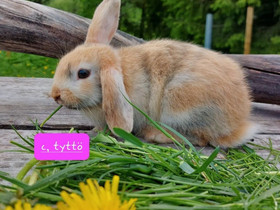 Pari söpöliiniä, Jyrsijät, Lemmikkieläimet, Savitaipale, Tori.fi Pari söpöliiniä, Jyrsijät, Lemmikkieläimet, Savitaipale, Tori.fi