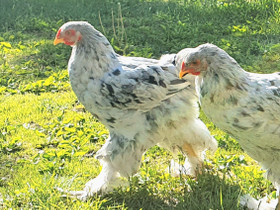 Brahma kukkoja, Muut eläimet, Lemmikkieläimet, Oulu, Tori.fi Brahma kukkoja, Muut eläimet, Lemmikkieläimet, Oulu, Tori.fi