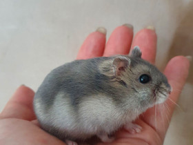 Kääpiöhamsteri talvikon poikaset, Jyrsijät, Lemmikkieläimet, Lahti, Tori.fi Kääpiöhamsteri talvikon poikaset, Jyrsijät, Lemmikkieläimet, Lahti, Tori.fi