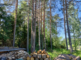 Mäntyjä, Muu piha ja puutarha, Piha ja puutarha, Joroinen, Tori.fi Mäntyjä, Muu piha ja puutarha, Piha ja puutarha, Joroinen, Tori.fi