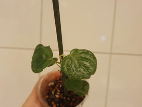 Philodendron Brandtianum, Kasvit ja siemenet, Piha ja puutarha, Kerava, Tori.fi Philodendron Brandtianum, Kasvit ja siemenet, Piha ja puutarha, Kerava, Tori.fi