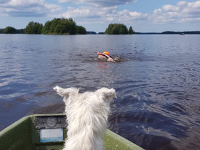 Hyväkuntoinen uudehko soutuvene max. 600, Soutuveneet ja jollat, Veneet, Orivesi, Tori.fi Hyväkuntoinen uudehko soutuvene max. 600, Soutuveneet ja jollat, Veneet, Orivesi, Tori.fi