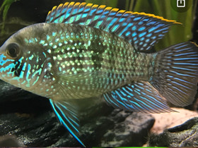 Kala/Blue Acara poikasia, Kalat ja akvaariot, Lemmikkieläimet, Helsinki, Tori.fi Kala/Blue Acara poikasia, Kalat ja akvaariot, Lemmikkieläimet, Helsinki, Tori.fi