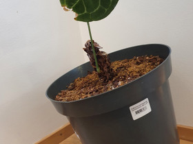 Anthurium clarinervium, Kasvit ja siemenet, Piha ja puutarha, Kerava, Tori.fi Anthurium clarinervium, Kasvit ja siemenet, Piha ja puutarha, Kerava, Tori.fi
