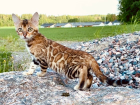 Kauniit bengalinpennut valmiina omaan kotiin, Kissat, Lemmikkieläimet, Vantaa, Tori.fi Kauniit bengalinpennut valmiina omaan kotiin, Kissat, Lemmikkieläimet, Vantaa, Tori.fi