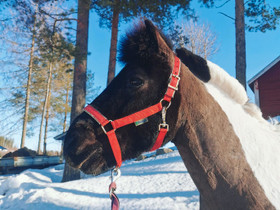 14-vuotias poniruuna, Hevoset ja ponit, Hevoset ja hevosurheilu, Jämsä, Tori.fi