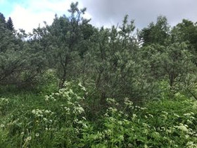 Hytkäntie, Olkolanniemi, Mikkeli, Metsätilat ja maatilat, Mikkeli, Tori.fi Hytkäntie, Olkolanniemi, Mikkeli, Metsätilat ja maatilat, Mikkeli, Tori.fi