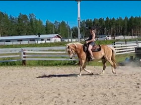 Haflinger 4 v. Ruuna, Hevoset ja ponit, Hevoset ja hevosurheilu, Pihtipudas, Tori.fi Haflinger 4 v. Ruuna, Hevoset ja ponit, Hevoset ja hevosurheilu, Pihtipudas, Tori.fi