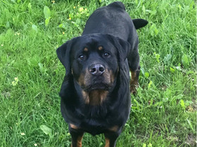 Rottwailer uros, Koirat, Lemmikkieläimet, Lieto, Tori.fi Rottwailer uros, Koirat, Lemmikkieläimet, Lieto, Tori.fi