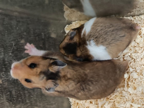 Syyrialaisen hamsterin uros poikaset, Jyrsijät, Lemmikkieläimet, Lieksa, Tori.fi Syyrialaisen hamsterin uros poikaset, Jyrsijät, Lemmikkieläimet, Lieksa, Tori.fi