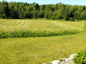 Peltoheinää, Kasvit ja siemenet, Piha ja puutarha, Varkaus, Tori.fi Peltoheinää, Kasvit ja siemenet, Piha ja puutarha, Varkaus, Tori.fi