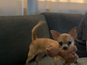 Chihuahua tyttö, Koirat, Lemmikkieläimet, Turku, Tori.fi Chihuahua tyttö, Koirat, Lemmikkieläimet, Turku, Tori.fi