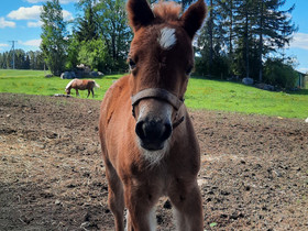 Shetlanninponi tammavarsa, Hevoset ja ponit, Hevoset ja hevosurheilu, Kitee, Tori.fi Shetlanninponi tammavarsa, Hevoset ja ponit, Hevoset ja hevosurheilu, Kitee, Tori.fi