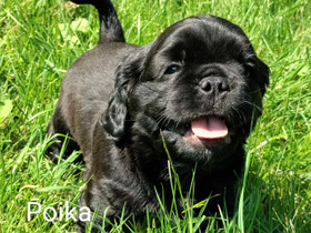 Sekarotuiset pennut, Koirat, Lemmikkieläimet, Hollola, Tori.fi Sekarotuiset pennut, Koirat, Lemmikkieläimet, Hollola, Tori.fi
