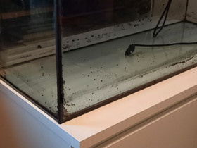 Terraario, Kalat ja akvaariot, Lemmikkieläimet, Espoo, Tori.fi Terraario, Kalat ja akvaariot, Lemmikkieläimet, Espoo, Tori.fi