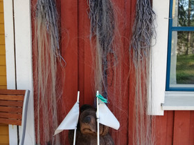Verkkoja,verkkolupia., Kalastustarvikkeet, Metsästys ja kalastus, Kemijärvi, Tori.fi Verkkoja,verkkolupia., Kalastustarvikkeet, Metsästys ja kalastus, Kemijärvi, Tori.fi