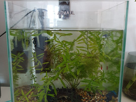 Aquael nanoakvaario 40L, Kalat ja akvaariot, Lemmikkieläimet, Vantaa, Tori.fi Aquael nanoakvaario 40L, Kalat ja akvaariot, Lemmikkieläimet, Vantaa, Tori.fi