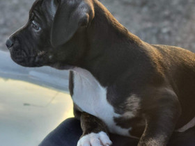Amerikan bully/staffi mix, Koirat, Lemmikkieläimet, Espoo, Tori.fi Amerikan bully/staffi mix, Koirat, Lemmikkieläimet, Espoo, Tori.fi