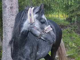 Nuorella ponilla ratsastusta, Hevoset ja ponit, Hevoset ja hevosurheilu, Muurame, Tori.fi