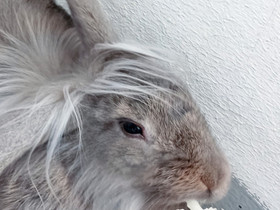Uros pupu, Jyrsijät, Lemmikkieläimet, Vantaa, Tori.fi Uros pupu, Jyrsijät, Lemmikkieläimet, Vantaa, Tori.fi