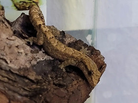 Surugekko-paketti, Muut eläimet, Lemmikkieläimet, Espoo, Tori.fi Surugekko-paketti, Muut eläimet, Lemmikkieläimet, Espoo, Tori.fi