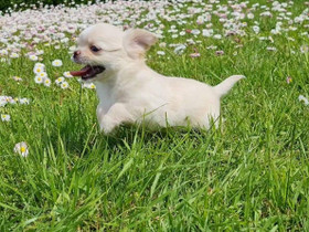 Chihuahua uros pennut, Koirat, Lemmikkieläimet, Helsinki, Tori.fi Chihuahua uros pennut, Koirat, Lemmikkieläimet, Helsinki, Tori.fi