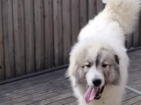 1 vuotias pyreneittenkoira uros, Koirat, Lemmikkieläimet, Tampere, Tori.fi 1 vuotias pyreneittenkoira uros, Koirat, Lemmikkieläimet, Tampere, Tori.fi