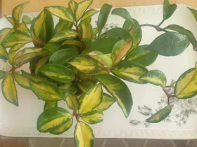 Hoya carnosa krimson princess, Kasvit ja siemenet, Piha ja puutarha, Kotka, Tori.fi Hoya carnosa krimson princess, Kasvit ja siemenet, Piha ja puutarha, Kotka, Tori.fi