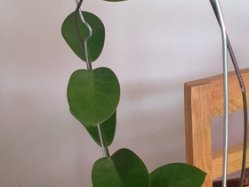 Hoya Australis, Kasvit ja siemenet, Piha ja puutarha, Kotka, Tori.fi Hoya Australis, Kasvit ja siemenet, Piha ja puutarha, Kotka, Tori.fi