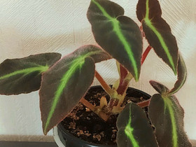 Begonia listada, Kasvit ja siemenet, Piha ja puutarha, Kotka, Tori.fi Begonia listada, Kasvit ja siemenet, Piha ja puutarha, Kotka, Tori.fi