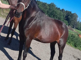 10v lv tamma, Hevoset ja ponit, Hevoset ja hevosurheilu, Mäntyharju, Tori.fi 10v lv tamma, Hevoset ja ponit, Hevoset ja hevosurheilu, Mäntyharju, Tori.fi