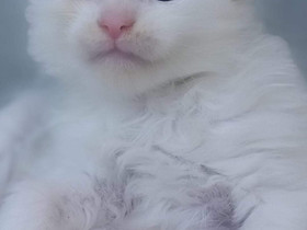 Maine coon polydactyl tyttö, Kissat, Lemmikkieläimet, Helsinki, Tori.fi Maine coon polydactyl tyttö, Kissat, Lemmikkieläimet, Helsinki, Tori.fi