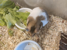 Syyrianhamsterit, Jyrsijät, Lemmikkieläimet, Joensuu, Tori.fi Syyrianhamsterit, Jyrsijät, Lemmikkieläimet, Joensuu, Tori.fi