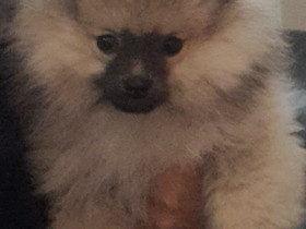 Pomeranian tyttö, Koirat, Lemmikkieläimet, Oulu, Tori.fi Pomeranian tyttö, Koirat, Lemmikkieläimet, Oulu, Tori.fi