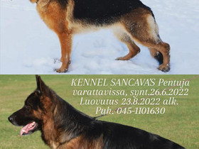 Saksanpaimenkoiran pentuja, Koirat, Lemmikkieläimet, Jyväskylä, Tori.fi Saksanpaimenkoiran pentuja, Koirat, Lemmikkieläimet, Jyväskylä, Tori.fi