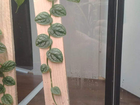 Monstera dubia, Kasvit ja siemenet, Piha ja puutarha, Helsinki, Tori.fi Monstera dubia, Kasvit ja siemenet, Piha ja puutarha, Helsinki, Tori.fi