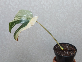 Monstera thai constellation, Kasvit ja siemenet, Piha ja puutarha, Hollola, Tori.fi Monstera thai constellation, Kasvit ja siemenet, Piha ja puutarha, Hollola, Tori.fi