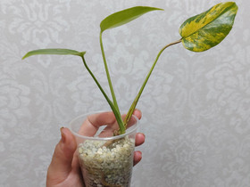Monstera deliciosa aurea, Kasvit ja siemenet, Piha ja puutarha, Hollola, Tori.fi Monstera deliciosa aurea, Kasvit ja siemenet, Piha ja puutarha, Hollola, Tori.fi