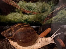 Jättikotilot, Muut eläimet, Lemmikkieläimet, Sonkajärvi, Tori.fi Jättikotilot, Muut eläimet, Lemmikkieläimet, Sonkajärvi, Tori.fi