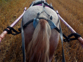 Shetlannin poni tamma (ruuna) harraste ajeluun, Hevoset ja ponit, Hevoset ja hevosurheilu, Vaasa, Tori.fi Shetlannin poni tamma (ruuna) harraste ajeluun, Hevoset ja ponit, Hevoset ja hevosurheilu, Vaasa, Tori.fi