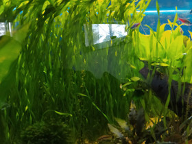 Kierteisvallisneria, Kalat ja akvaariot, Lemmikkieläimet, Kokkola, Tori.fi Kierteisvallisneria, Kalat ja akvaariot, Lemmikkieläimet, Kokkola, Tori.fi