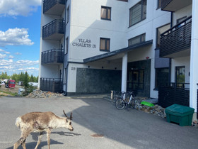 2 mh + keittiö+ olohuone + sauna + hissiliput, Mökit ja loma-asunnot, Kolari, Tori.fi 2 mh + keittiö+ olohuone + sauna + hissiliput, Mökit ja loma-asunnot, Kolari, Tori.fi