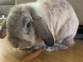Kääpiöluppamix kani uros, Jyrsijät, Lemmikkieläimet, Liminka, Tori.fi Kääpiöluppamix kani uros, Jyrsijät, Lemmikkieläimet, Liminka, Tori.fi